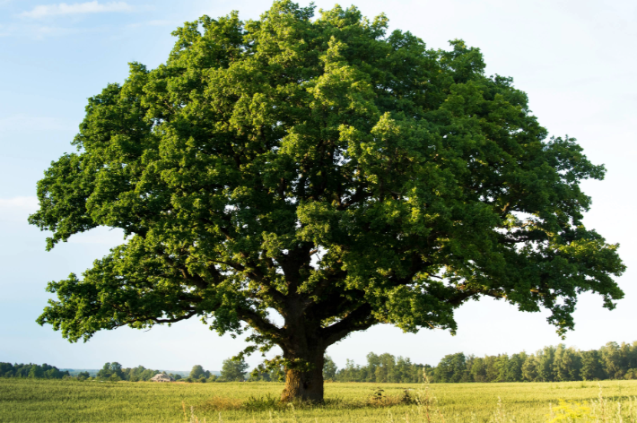 3. Oak Tree